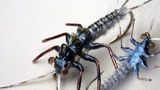 Realistic stonefly nymph for fly fishing plecoptera fly tying instructions